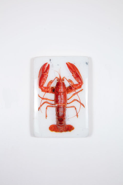 Red Oosterschelde lobster on white table (20cm x 29cm)