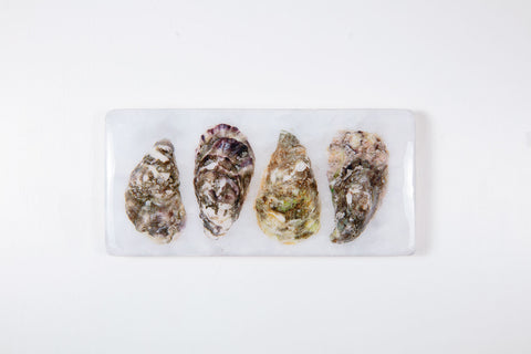 Four closed oysters (40cm x 20cm)