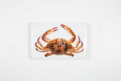 Portugese tiger crab (29cm x 20cm)