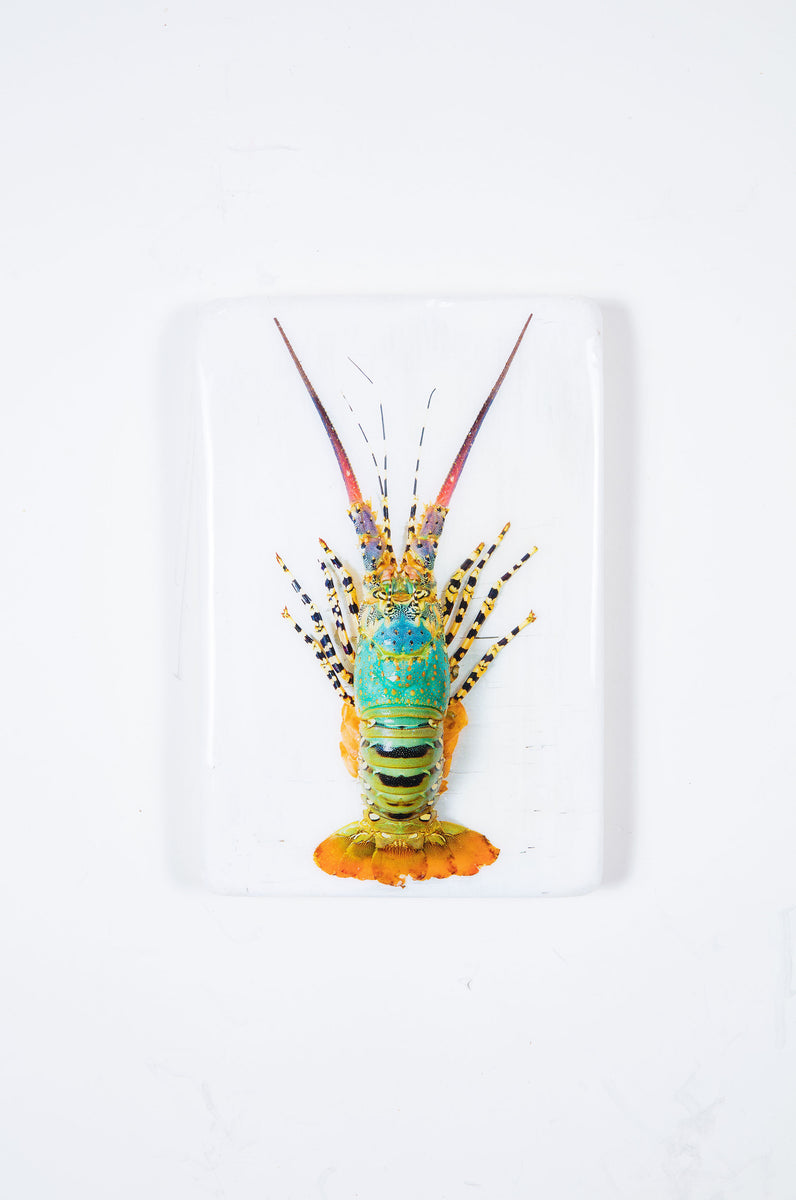 Jual lobster laut / Rainbow lobster (20cm x 29cm) Stigerwoods