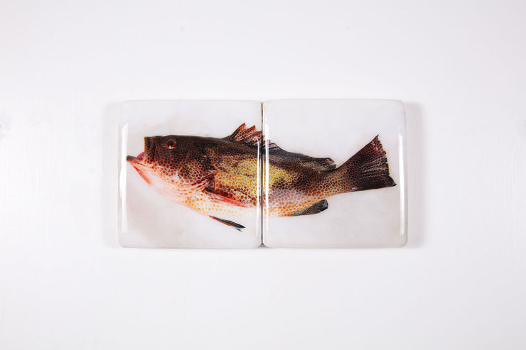 Areolate grouper *2 (40cm x 20cm)