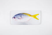 Blue yellowtail fusilier (40cm x 20cm)