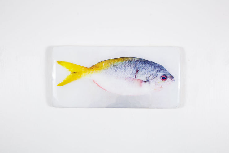 Blue yellowtail fusilier (40cm x 20cm)