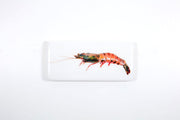 Coloured giant shrimp (40cm x 20cm)