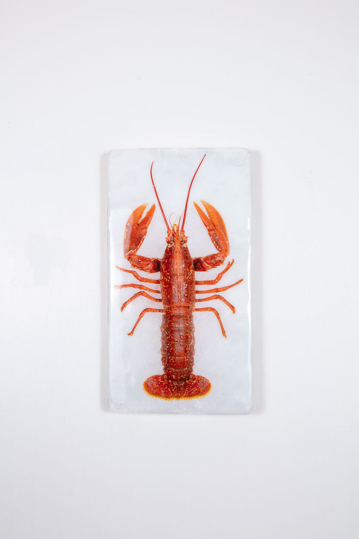 Red european lobster (20cm x 35cm)