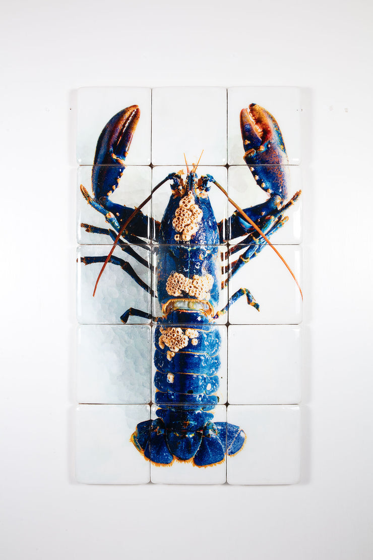 European lobster barnacles (60cm x 100cm)