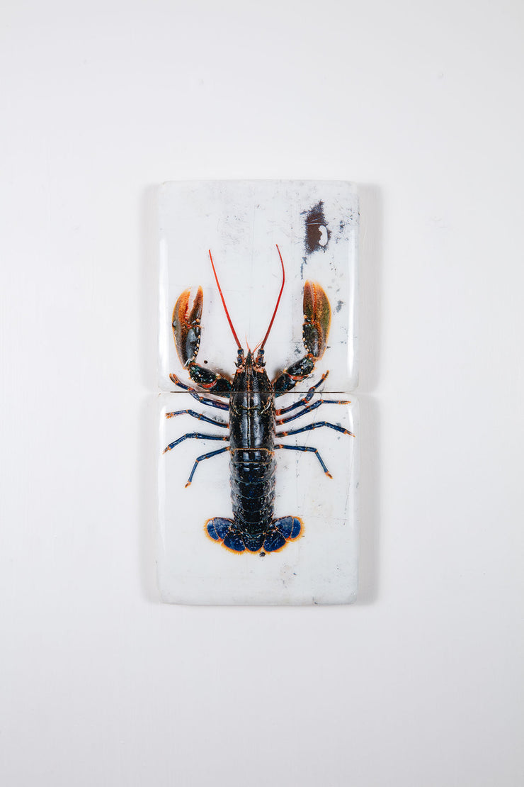 European lobster on white table *2 (20cm x 40cm)