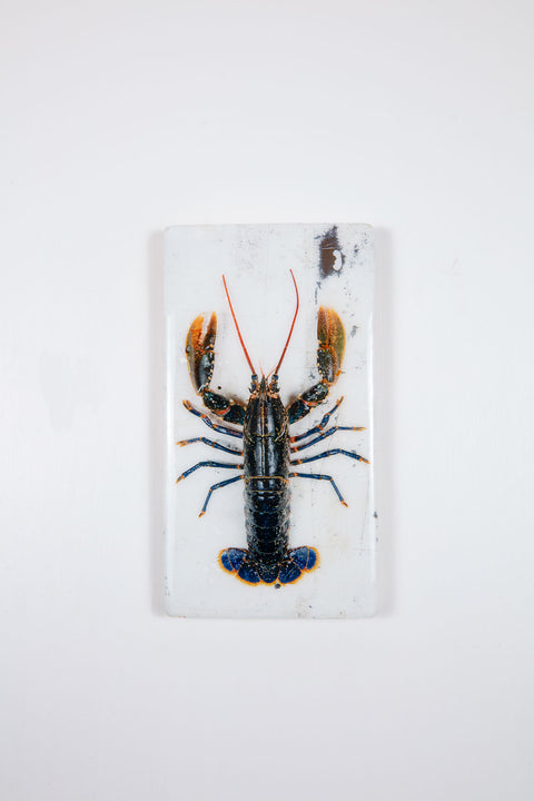 European lobster on white table (20cm x 35cm0