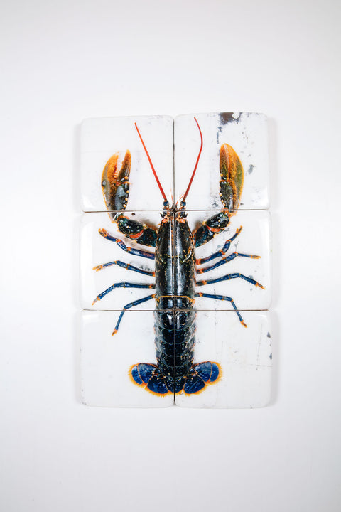 European lobster on white table (40cm x 60cm)