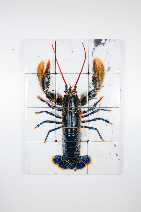 European lobster on white table (60cm x 80m)