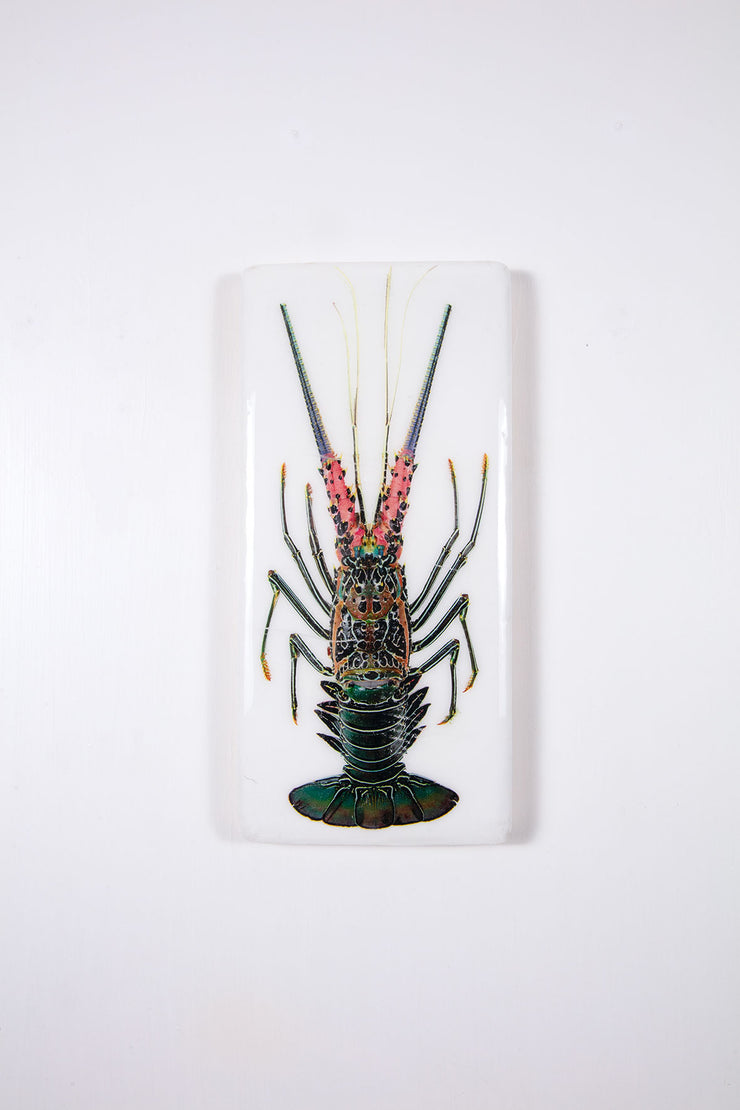 Green spiny rock lobster (20cm x 40cm)