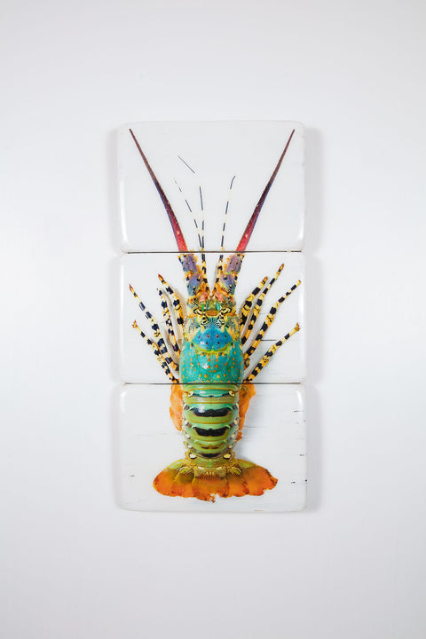 Jual lobster laut / Rainbow lobster (29cm x 60cm)