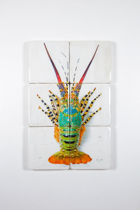 Jual lobster laut / Rainbow lobster (40cm x 60cm)
