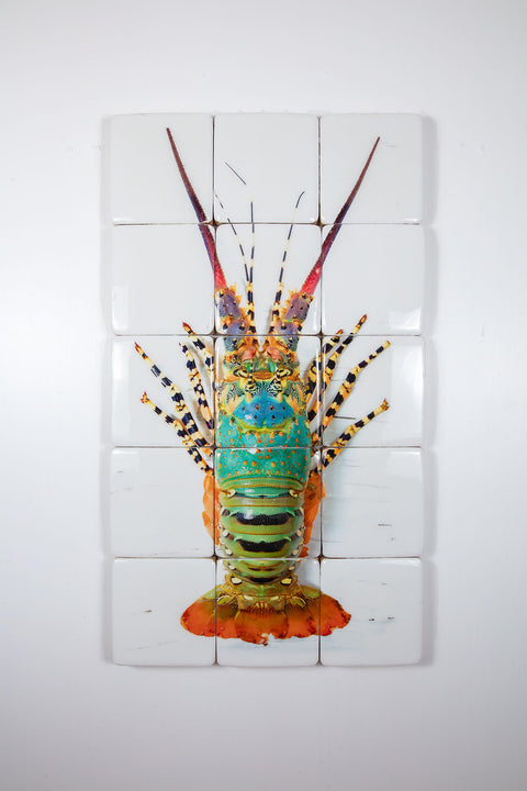 Jual lobster laut / Rainbow lobster (60cm x 100cm)