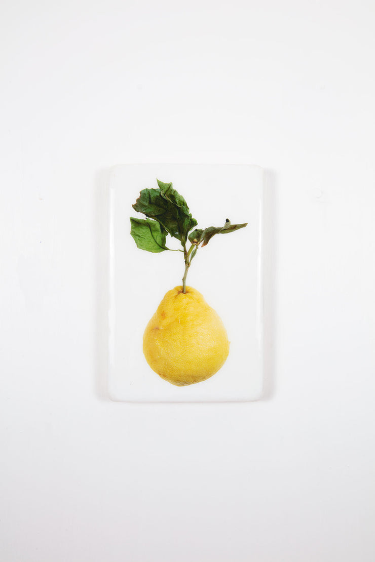 King lemon on white (20cm x 29cm)