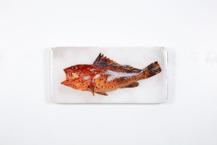 Longspine grouper (40cm x 20cm)