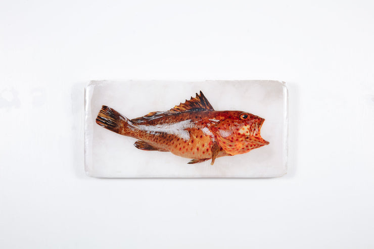 Longspine grouper (40cm x 20cm)