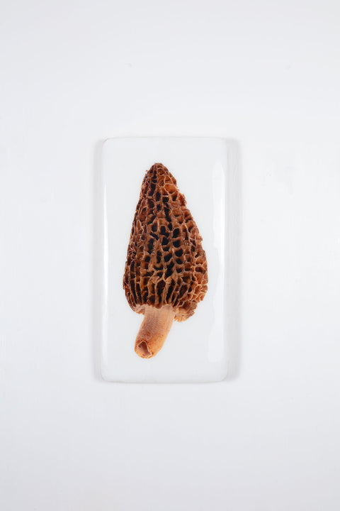 Morel (20cm x 35cm)