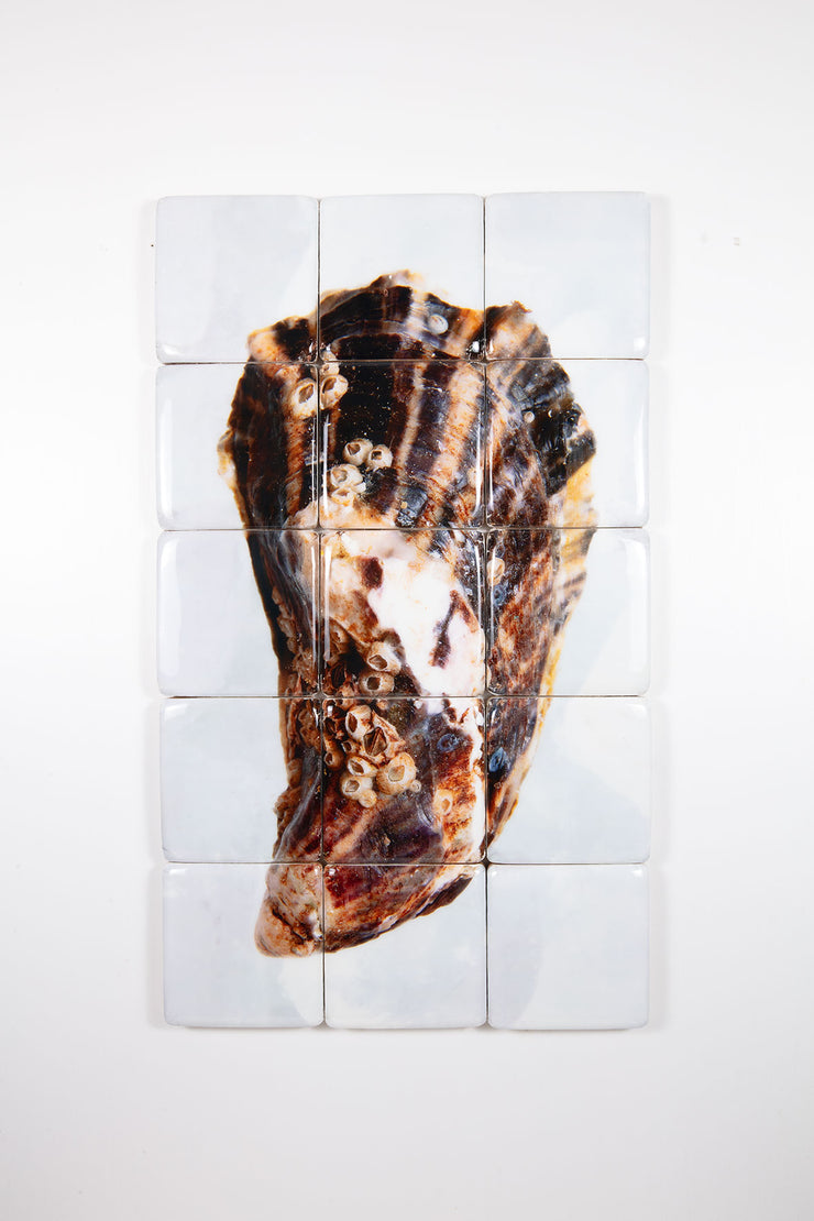 Oxted Shell Oyster shell #1 (60cm x 100cm) – Stigerwoods