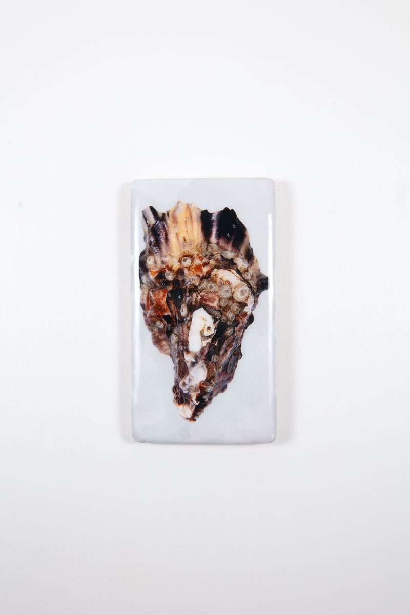 Shellaceded Oyster Shell Oyster shell #3 (20cm x 35cm) – Stigerwoods