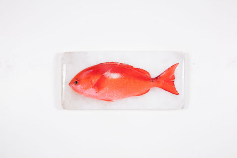 Pinjalo red snapper (40cm x 20cm)