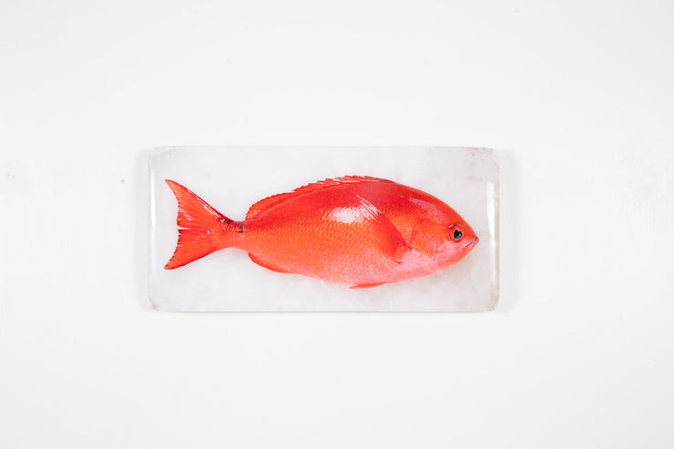 Pinjalo red snapper (40cm x 20cm)