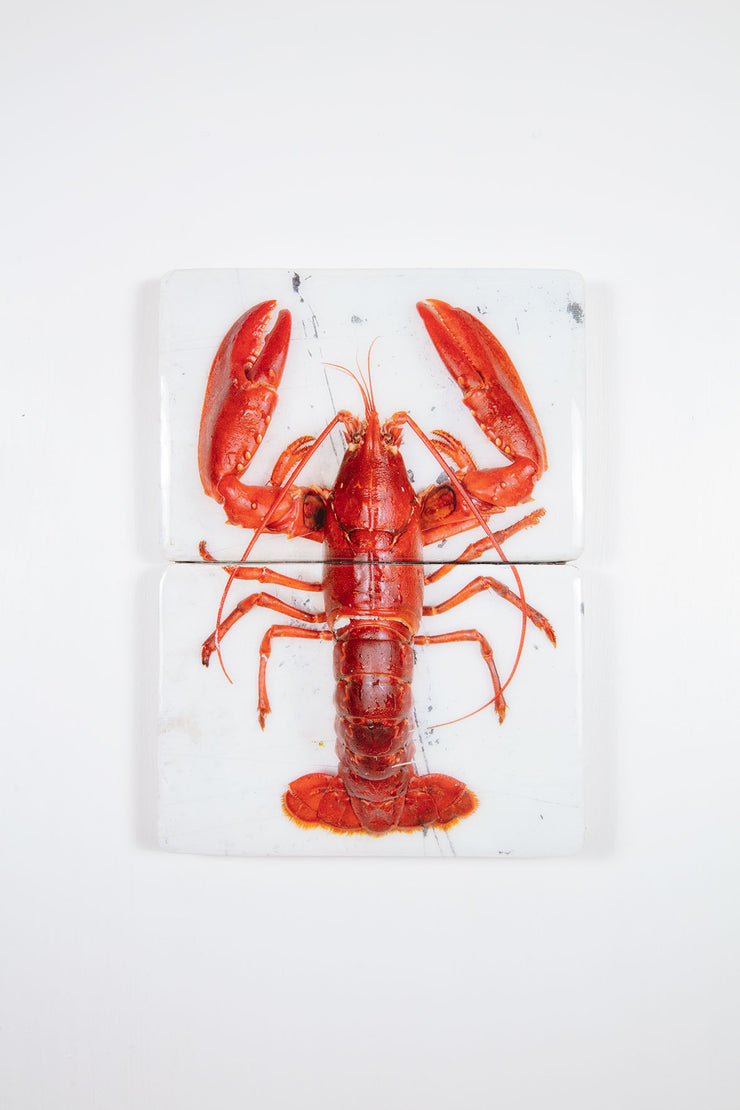 Red Oosterschelde lobster on white table (29cm x 40cm)