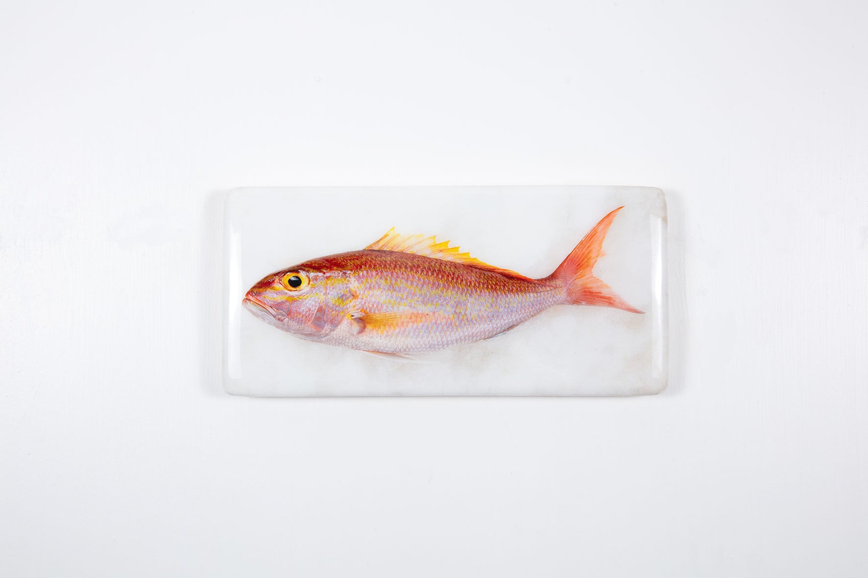 Rosey Snapper Rosy snapper #1 (40cm x 20cm) – Stigerwoods