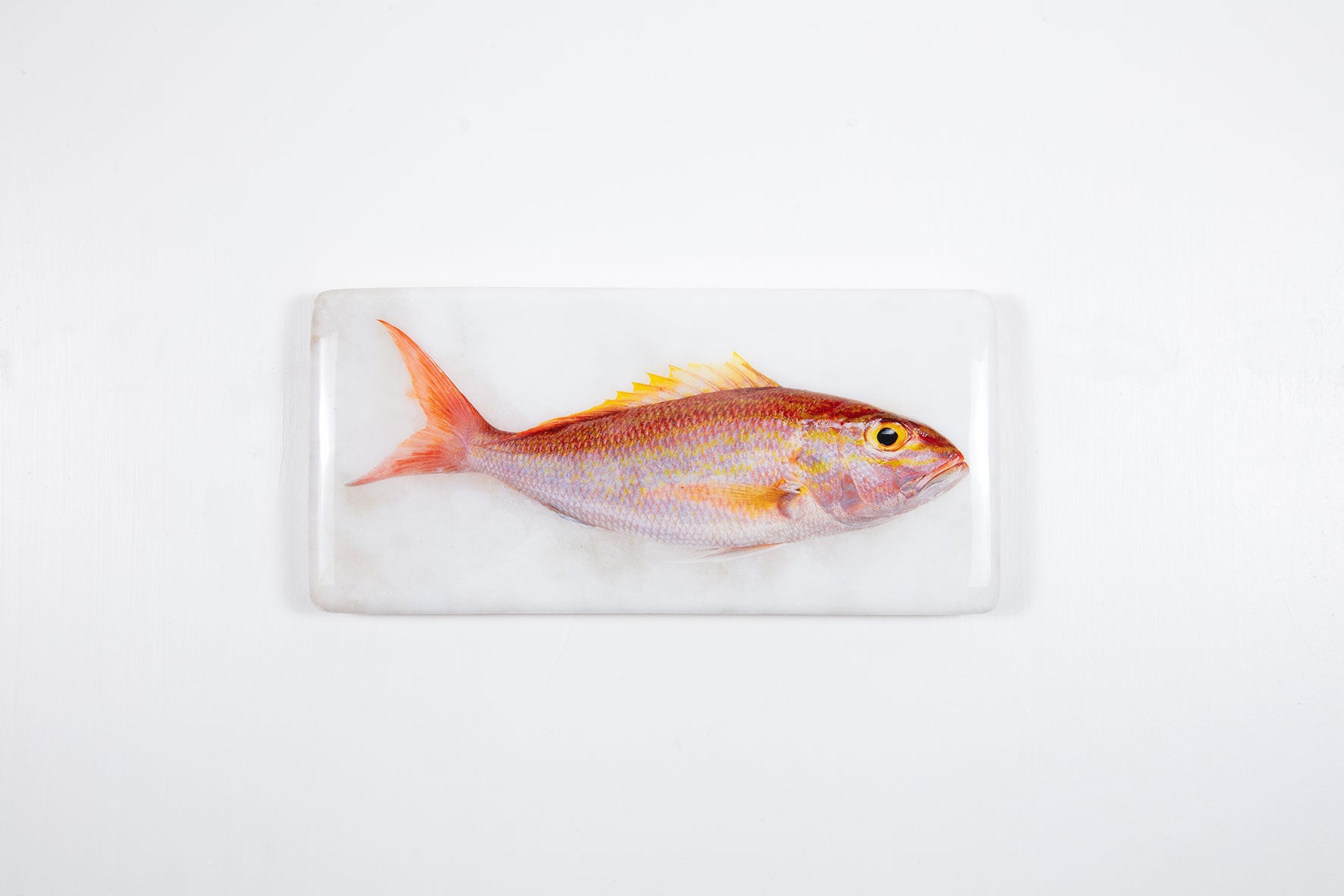 Rosey Snapper Rosy snapper #1 (40cm x 20cm) – Stigerwoods