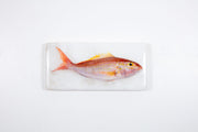 Rosy snapper #1 (40cm x 20cm)