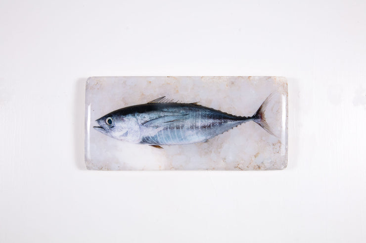 Skipjack tuna (40cm x 20cm)