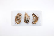 Three open oysters (35cm x 20cm)