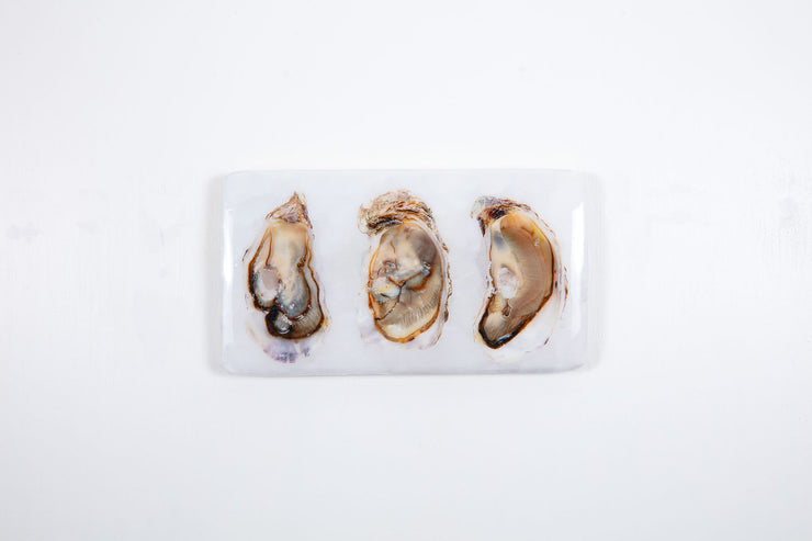 Three open oysters (35cm x 20cm)