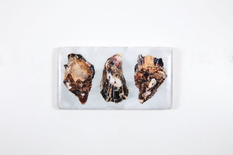 Three oyster shells (35cm x 20cm)