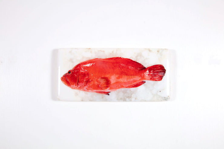 Tomato grouper (40cm x 20cm)