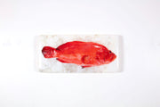 Tomato grouper (40cm x 20cm)