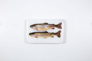 Two coloured trouts (29cm x 20cm)