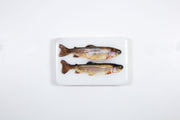 Two coloured trouts (29cm x 20cm)