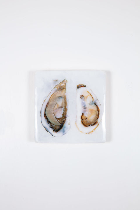 Two open oysters (20cm x 20cm)