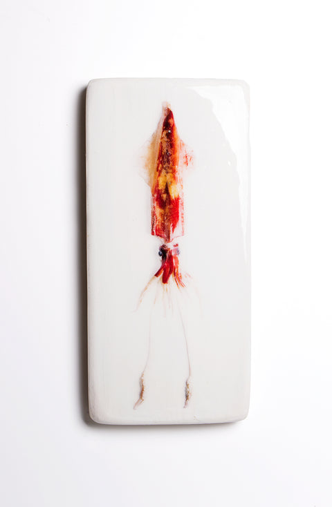 Azorean squid (40cm x 20cm)