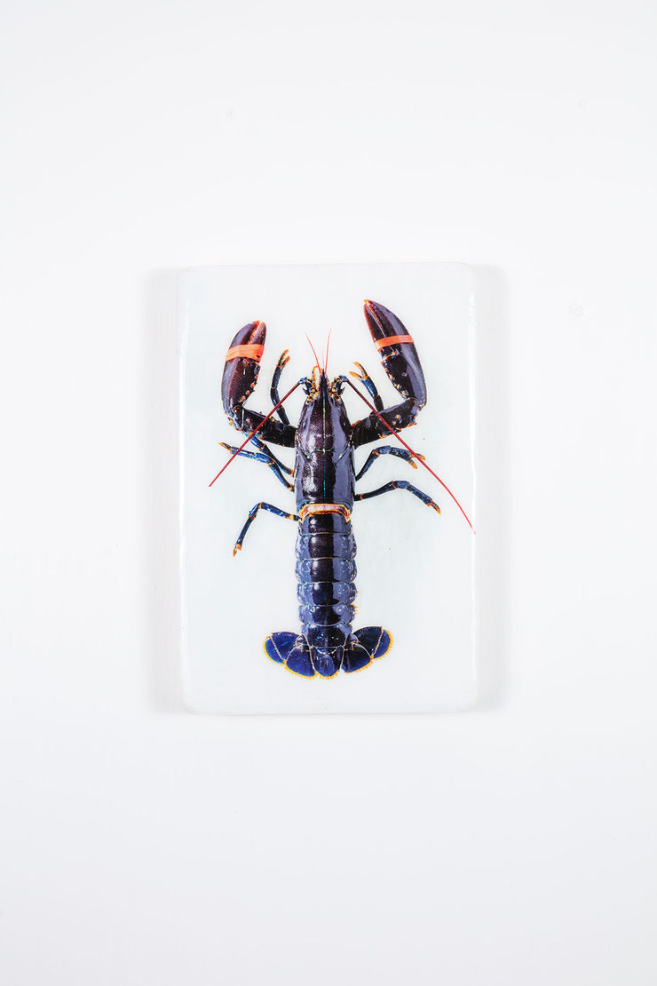 Blue european lobster (20cm x 29cm)