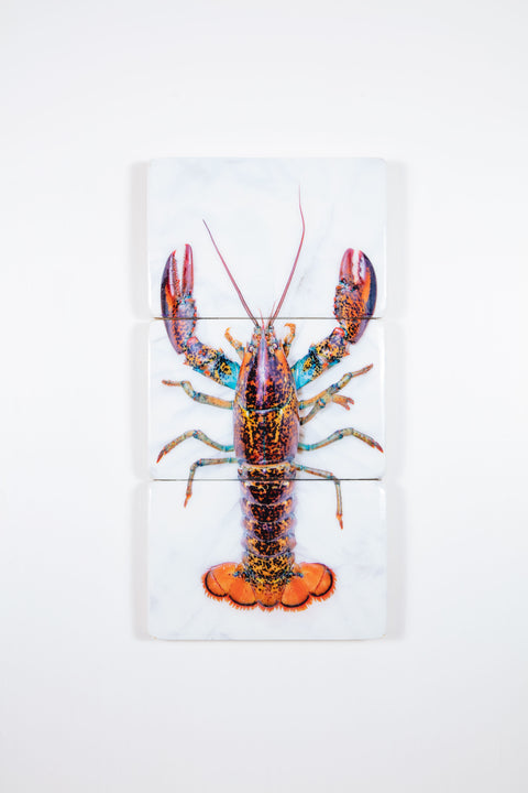 Canner lobster (29cm x 60cm)