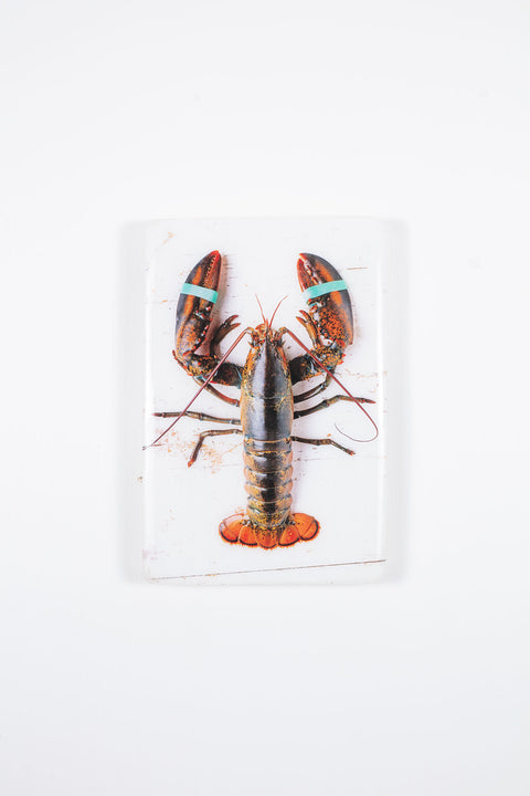 Canner lobster elastics (20cm x 29cm)
