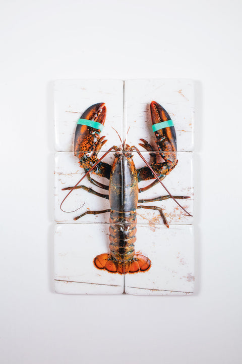 Canner lobster elastics (40cm x 60cm)