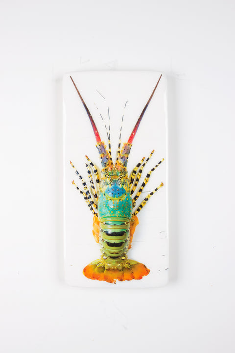 Jual lobster laut / Rainbow lobster (20cm x 40cm)