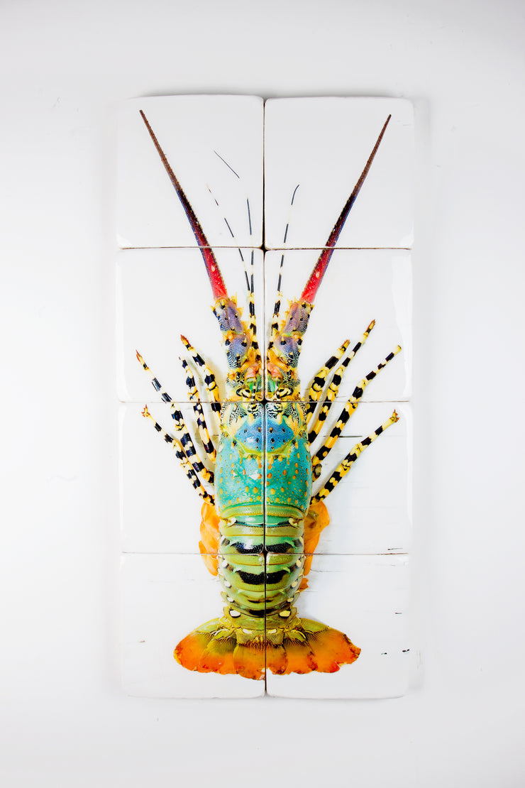 Jual lobster laut / Rainbow lobster (40cm x 80cm)