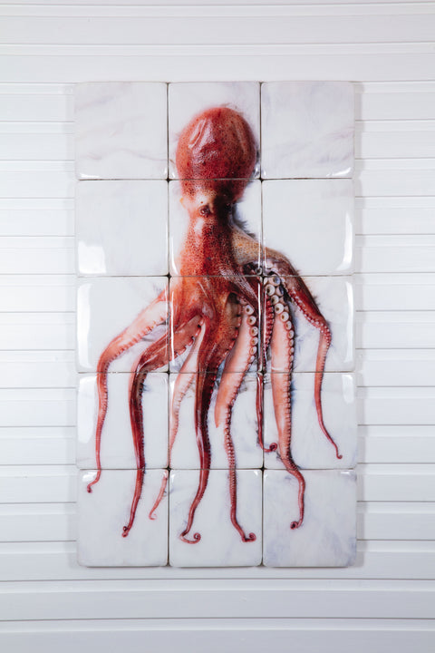 Cooked Portugese octopus (60cm x 100cm)