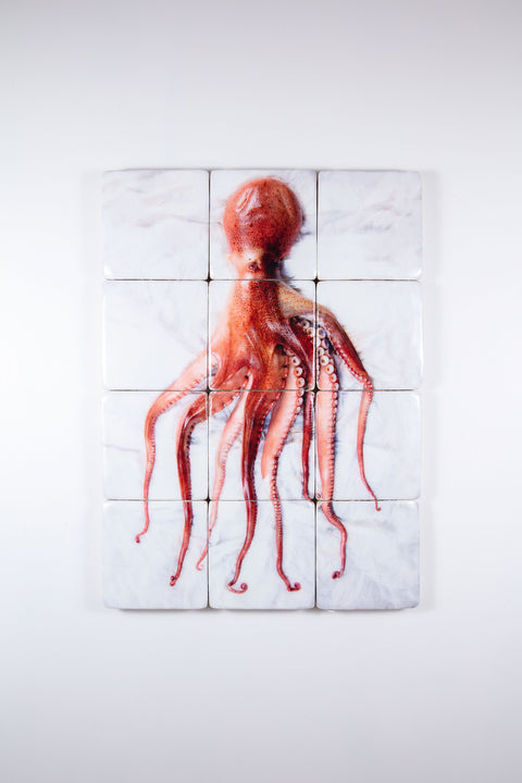 Cooked Portugese octopus (60cm x 80cm)