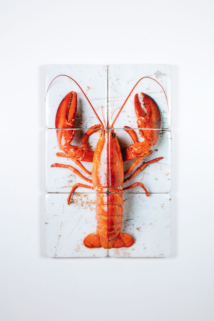 Cooked canner lobster on white (40cm x 60cm)