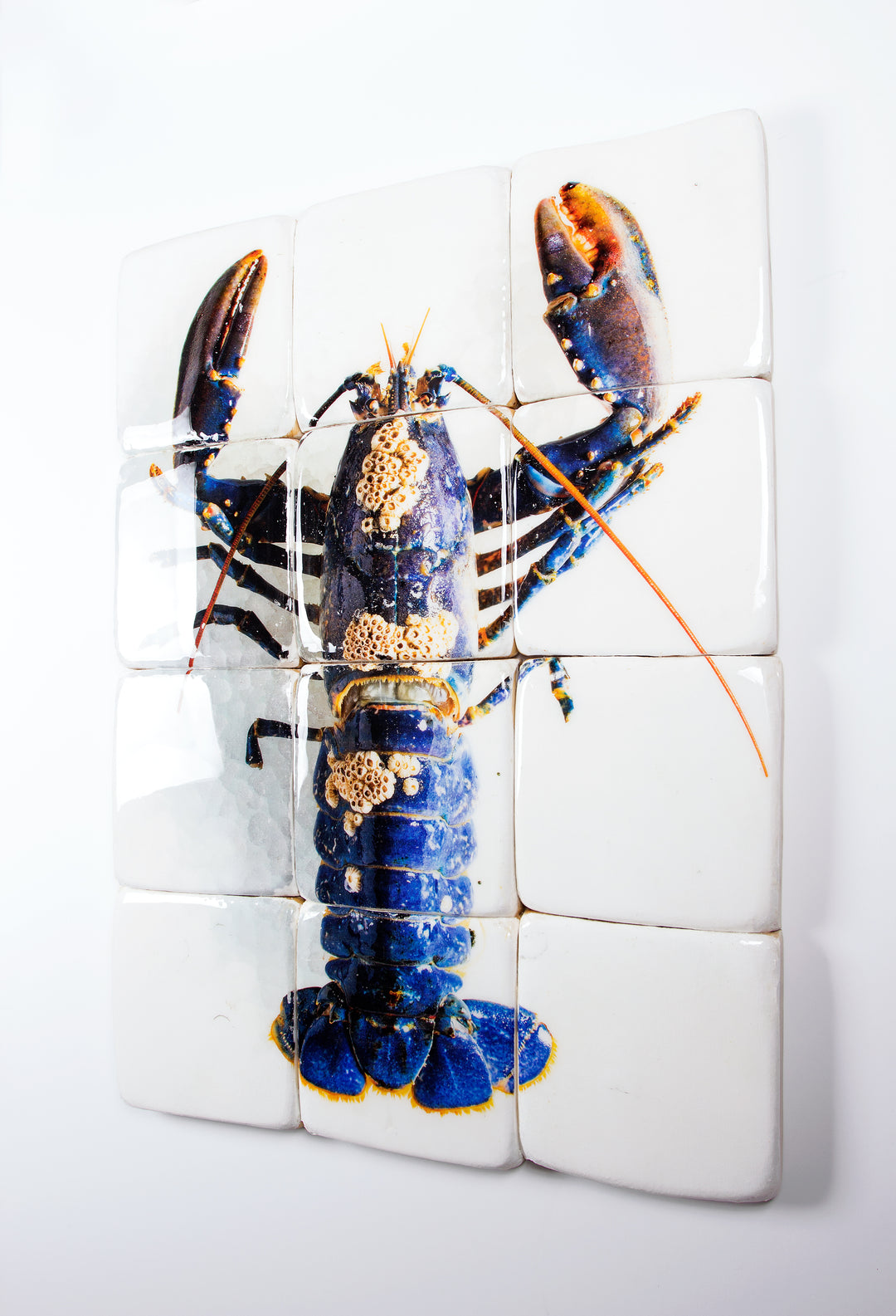 European lobster barnacles (60cm x 80cm) – Stigerwoods
